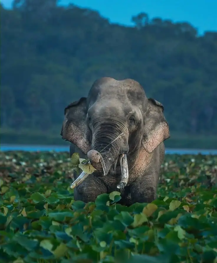 14 Best Places To Visit In Kandy Sri Lanka